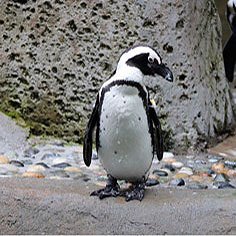 el pingüino