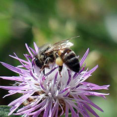 la abeja